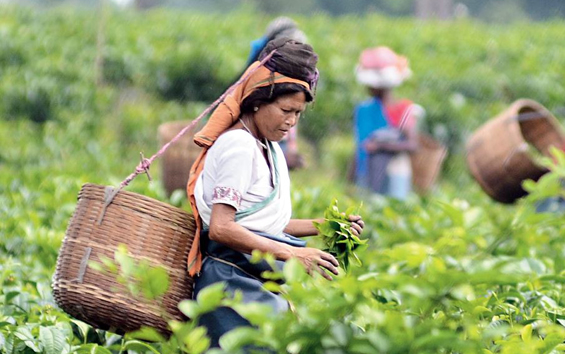 जुलैमध्ये चहाच्या उत्पादनात झाली वाढ There was an increase in tea production in July