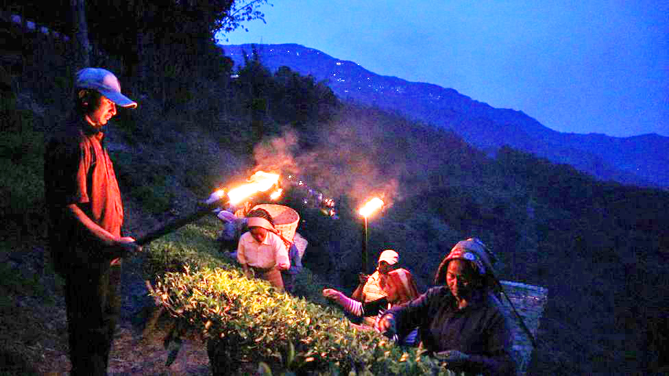 पौर्णिमेशी खास ‘टी’ चे कनेक्शन A special 'TEA' connection with the full moon