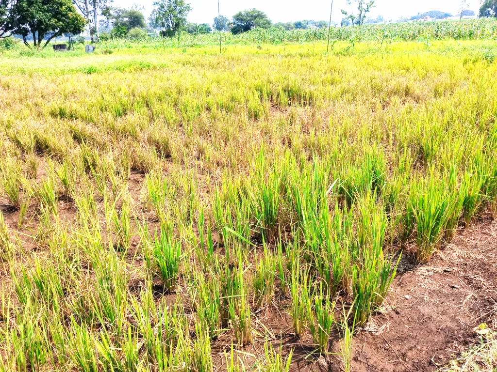 Paddy crops were literally hit by the October hit