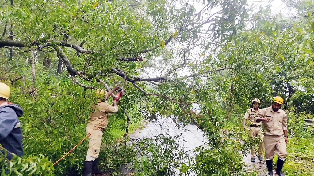 भूतखांब केरी रस्त्यावर झाड कोसळले A tree fell on Bhootkhamb Keri road