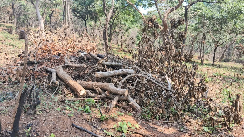Slaughter of thousands of trees by builders at Hadfade