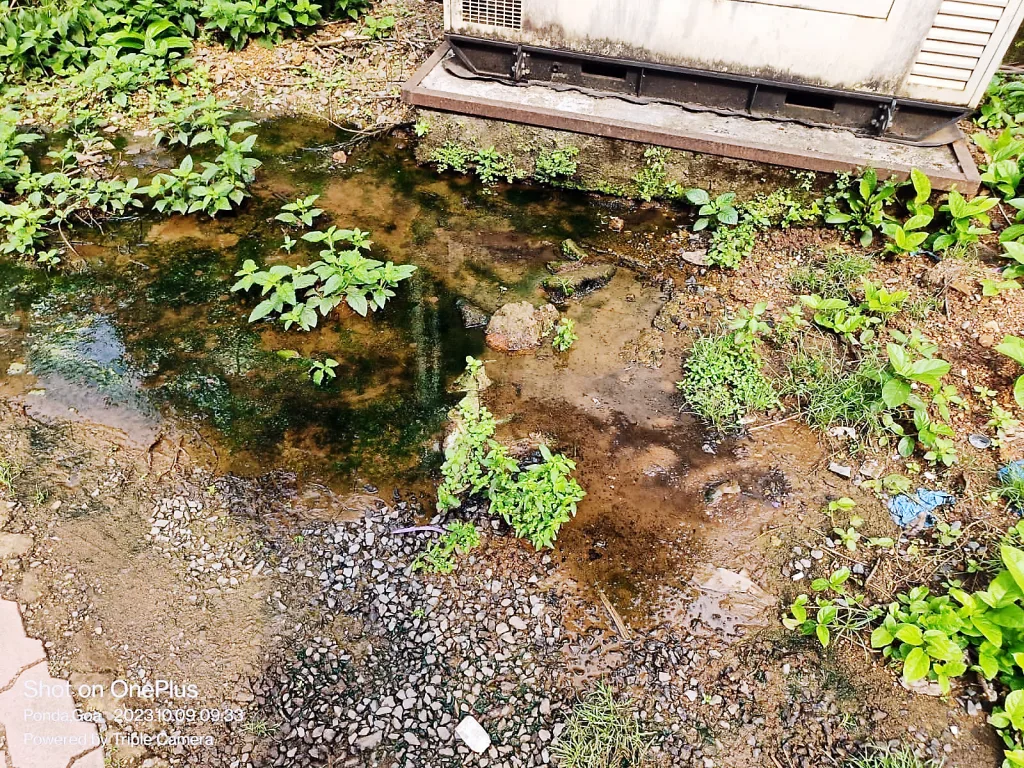 Mosquito breeding ponds in Fonda police station premises