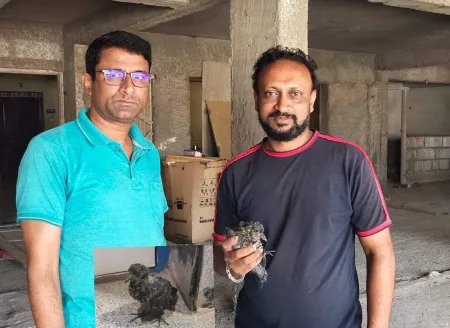 कबूतराच्या पिलाला मिळाले जीवदान Giving life to the baby pigeon
