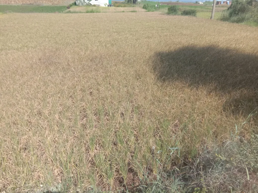 Paddy crops dried up, the problem of fodder is also serious
