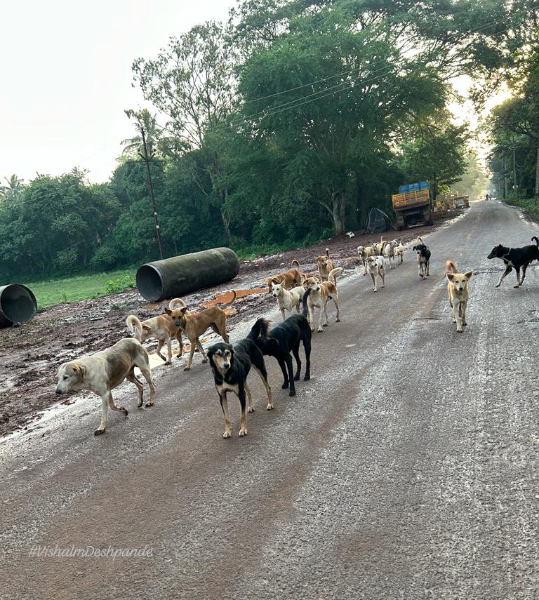 Stray dogs are a nuisance in the camp area