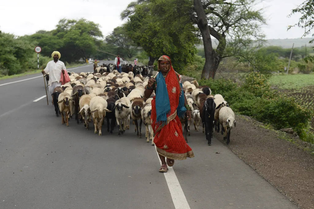 चाऱ्यासाठी मेंढपाळांची रानोमाळ भटकंती Nomadic wanderings of shepherds for fodder