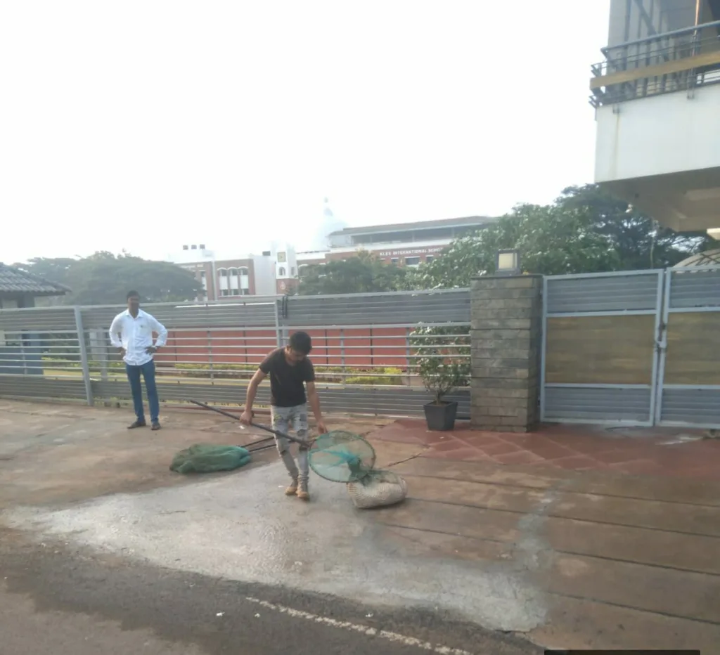 Campaign to catch stray dogs intensified