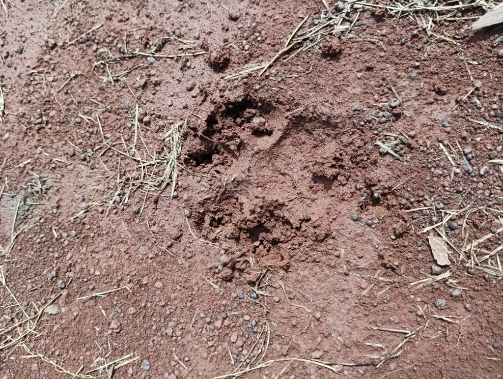 अनगोळ परिसरात बिबट्यासदृश प्राण्याचे ठसे Leopard-like animal footprints in Angol