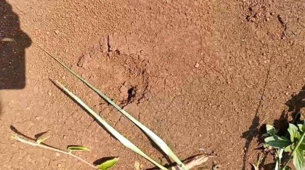 Leopard or taras in angol?