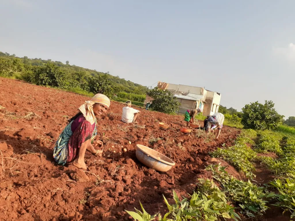 Potato harvesting has started in the taluk