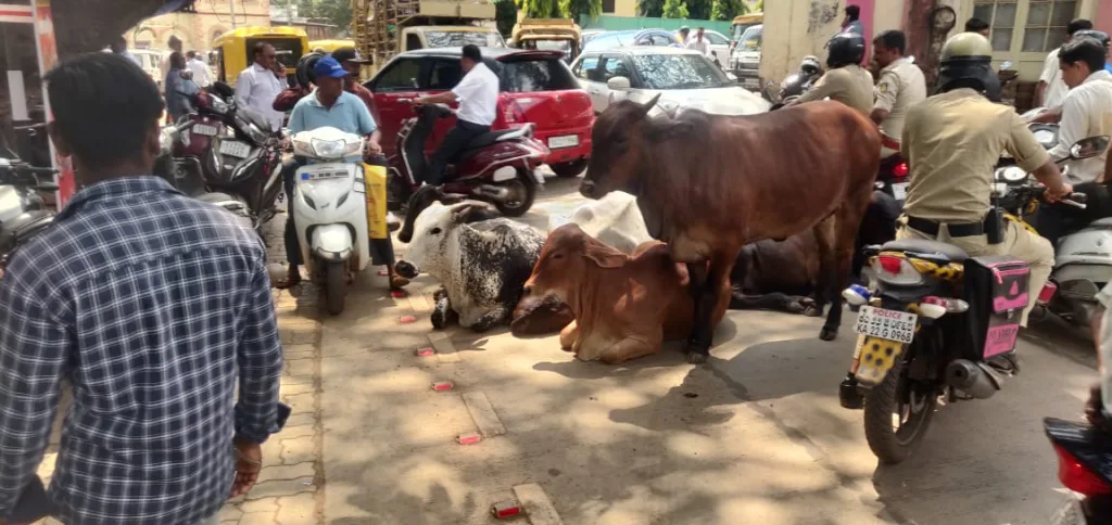 On Kacheri Road, animals are kept in the road itself