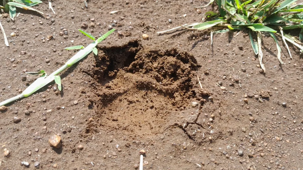 Where did the leopard-like animal go?