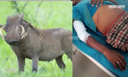 Ratnagiri : रानटी डुकराच्या हल्ल्यात संगमेश्वर कुळ्येवाशी येथील बापलेक जखमी Ratnagiri