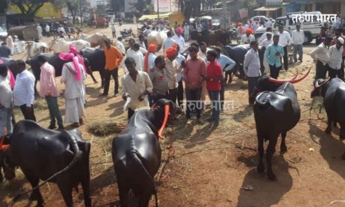 राशिवडेतील जनावरांच्या बाजारात चार तासात 70 लाखाची उलाढाल animal market in Rashivade