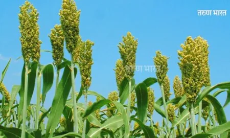 राज्यातील रब्बीचा पेरा घटणार! पाऊस व जलसाठ्याअभावी यंदाचा रब्बी हंगाम संकटात Rabi season