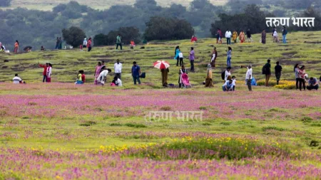 धो- धो पावसातही कास पठारवर पर्यटकांनी लुटला लुटला फुलांचा आनंद