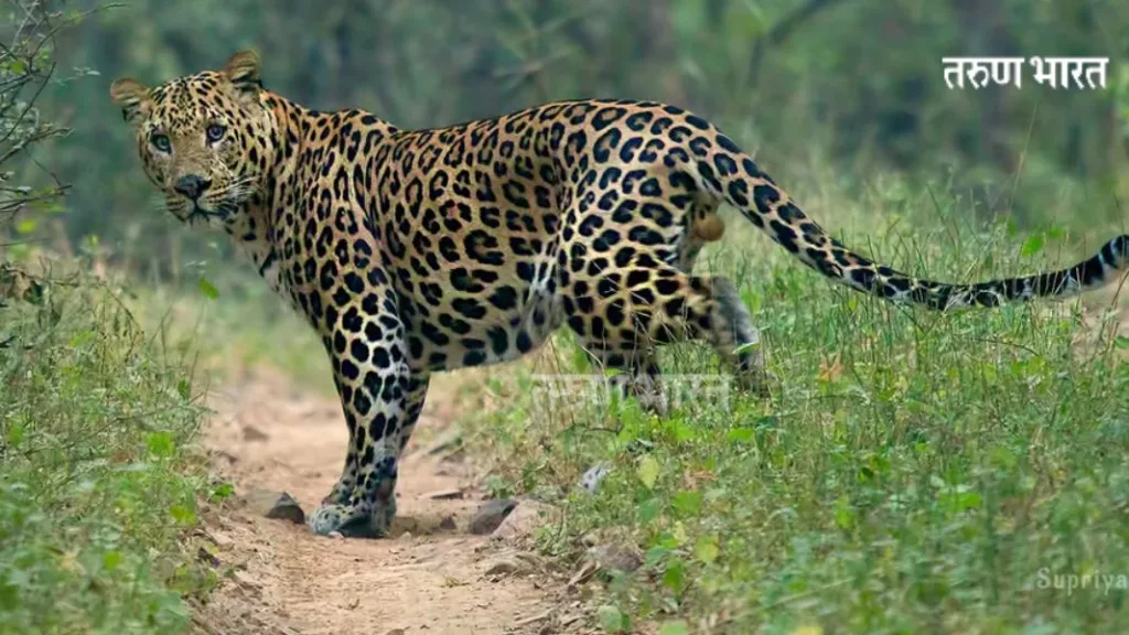 कोतवडे- नेवरे मार्गावर दिवसाढवळ्या बिबट्याचे दर्शन; परिसरातील ग्रामस्थ भयभीत Ratnagiri Kotwade-Nevere