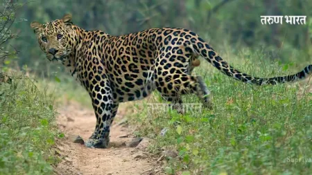 सातवे परिसरात बिबट्याची दहशत! रेडकाचा पाडला फडशा; नागरिकांमध्ये भीतीचे वातावरण Ratnagiri Kotwade-Nevere