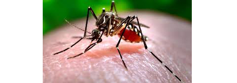 Killing mosquitoes in the country is a sin