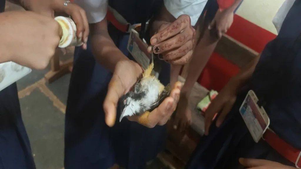 ओझर विद्यामंदिरच्या विद्यार्थ्यांनी जखमी चिमणीला दिले जीवदान