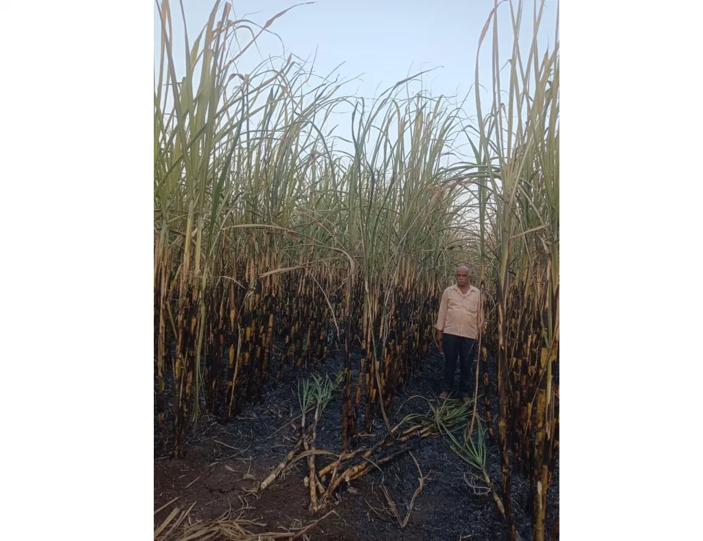 Fire in Nandihalli cane shed, loss of 1.5 lacs