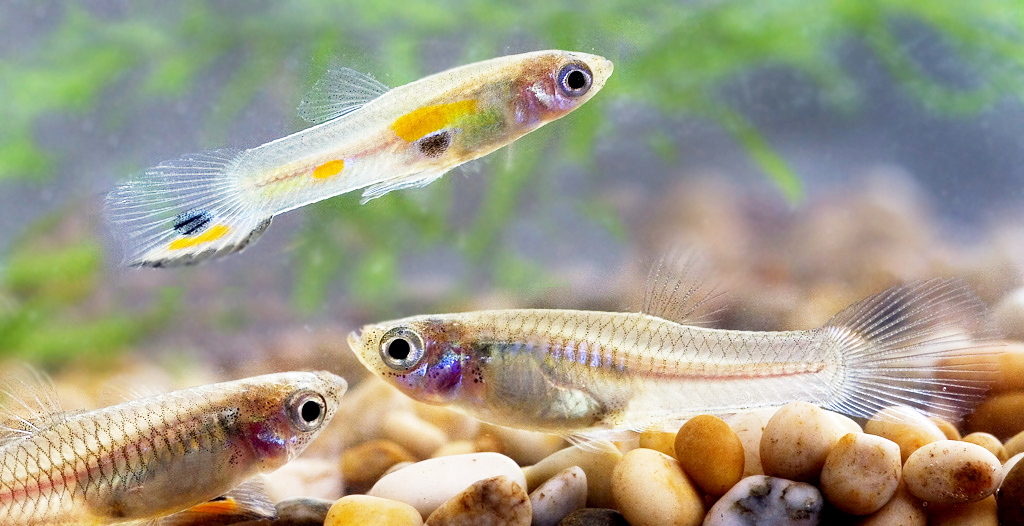 Adoption of natural remedies for disease control