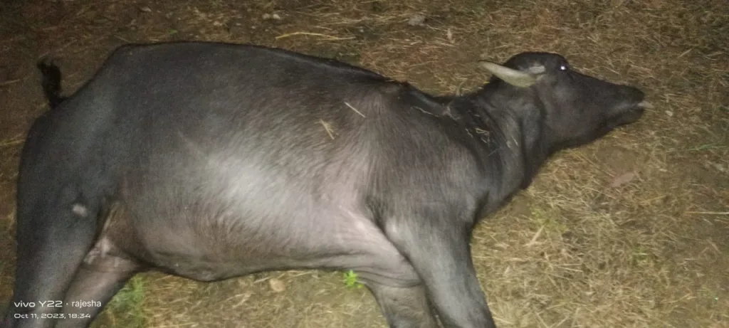 वीज पडून दुभती म्हैस जागीच गतप्राण