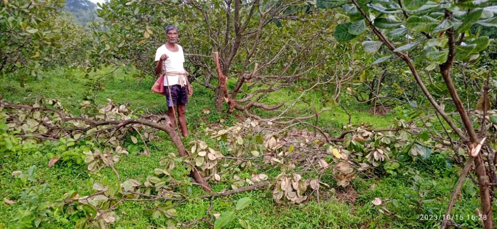 सांगेलीत गवारेड्यांकडून काजूच्या कलमांचे नुकसान