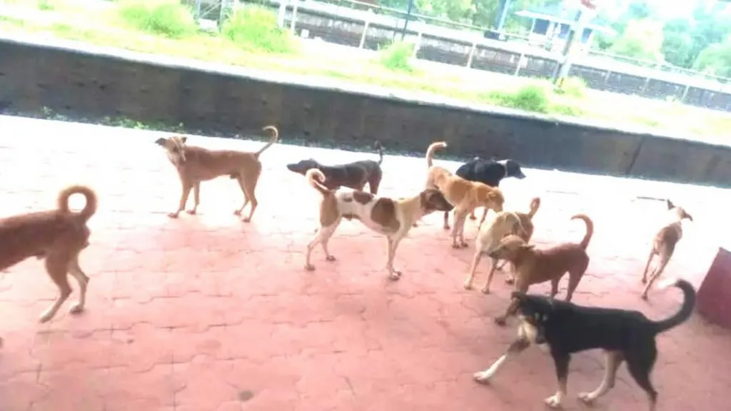 मळगाव रेल्वे स्थानकावर मोकाट कुत्र्यांचा वावर : प्रशासन हतबल