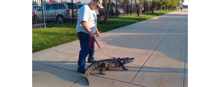 Awalia trying to show a match to a 6-foot crocodile