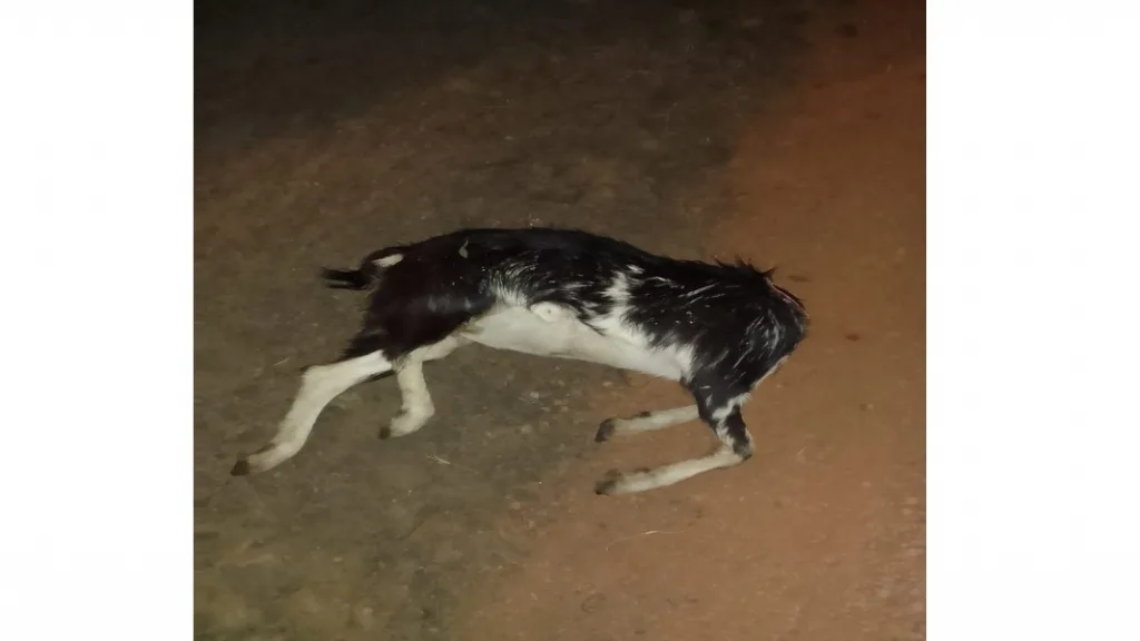 आचरा मालवण रस्त्यावर मारुतीघाटी फाट्यावर देवस्कीचा प्रकार?