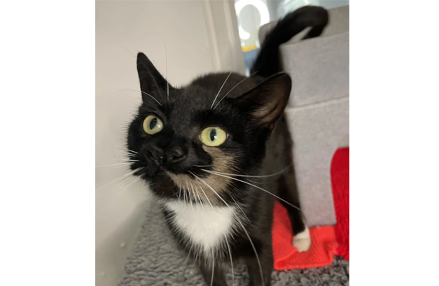 दोन नाकांचे अजब मांजर A strange cat with two noses