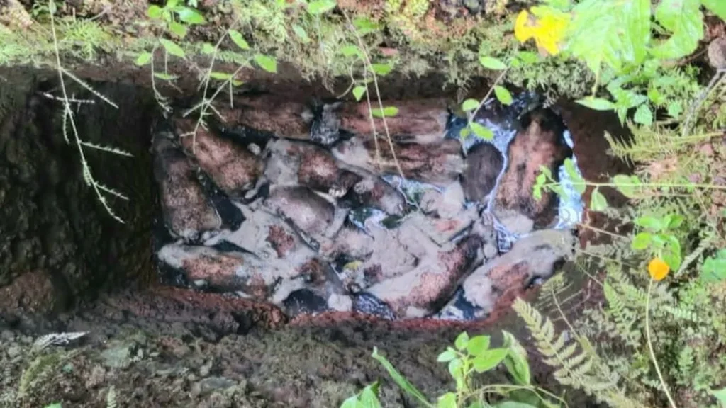 विहिरीत पडून १४ रान डुकरांना जलसमाधी !