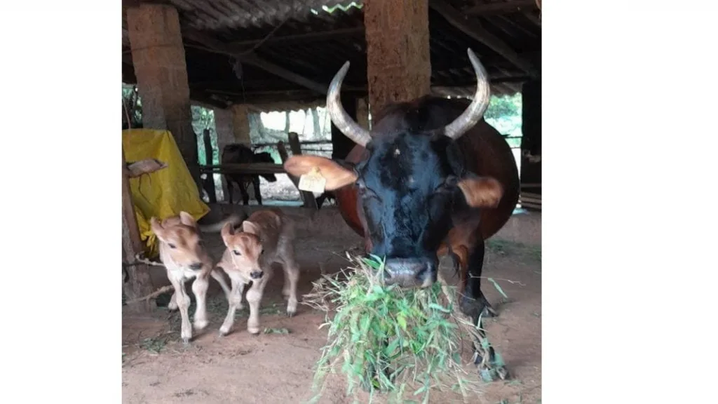 मडूऱ्यात गौरीने दिला दोन वासरांना जन्म