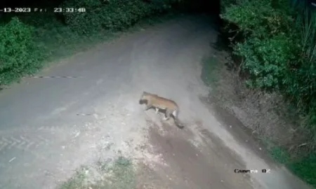 वराडे येथे भक्ष्याच्या शोधात गावात फिरत होता बिबट्या; सीसीटीव्हीत कैद “Special Award to Kodoli Police