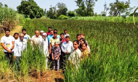 म्हारुळ मध्ये घेतले ब्राऊन, ब्लॅक राईस भात पीक, स्वातंत्र्यपूर्व काळातील वाण Brown, black rice rice crop grown