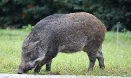 Two injured in pig attack in Dapoli