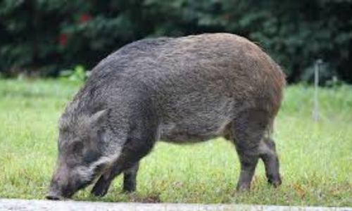 Two injured in pig attack in Dapoli