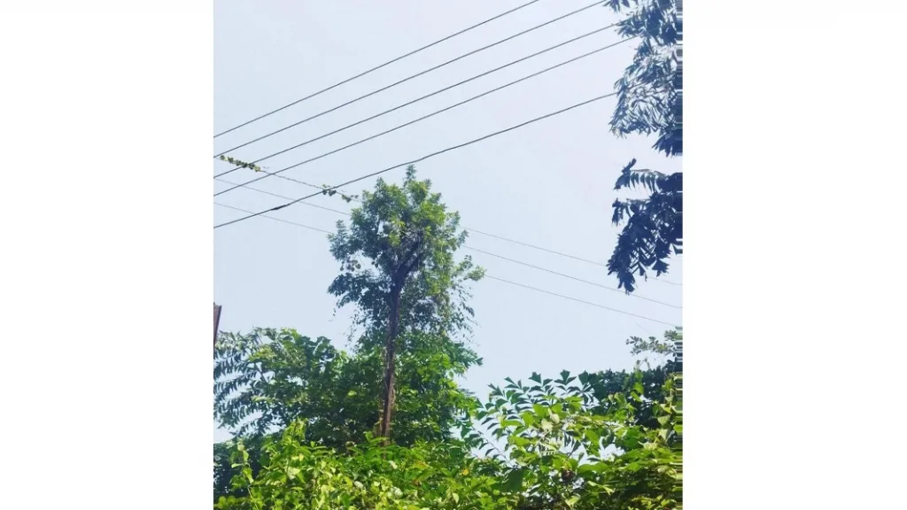 दांडेली येथील विद्युत वाहिनी खांब धोकादायक स्थितीत