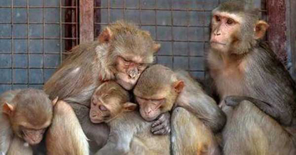 तेलंगणात 100 माकडे सापडली मृतावस्थेत 100 monkeys found dead in Telangana