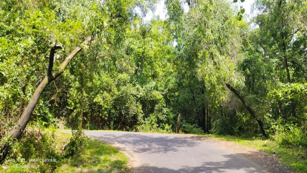 ओटवणे घाट युटर्न वरील आकेशियाची दोन्ही झाडे धोकादायक