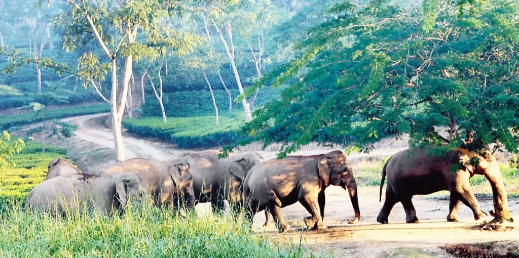 Public participation in wildlife conservation