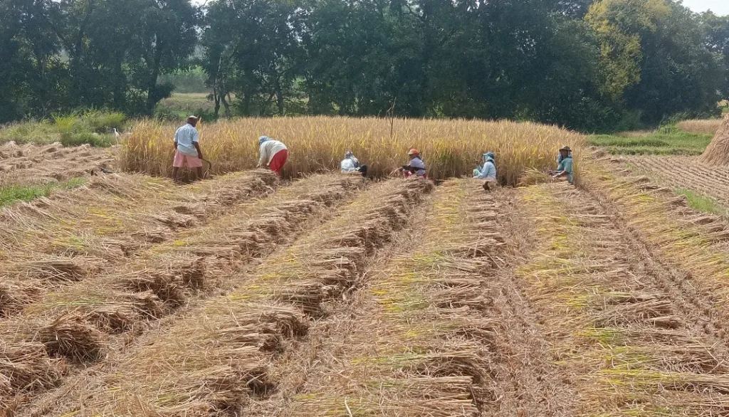 पावसाची तमा न बाळगता भातकापणी सुरूच Paddy harvesting continues despite the rain