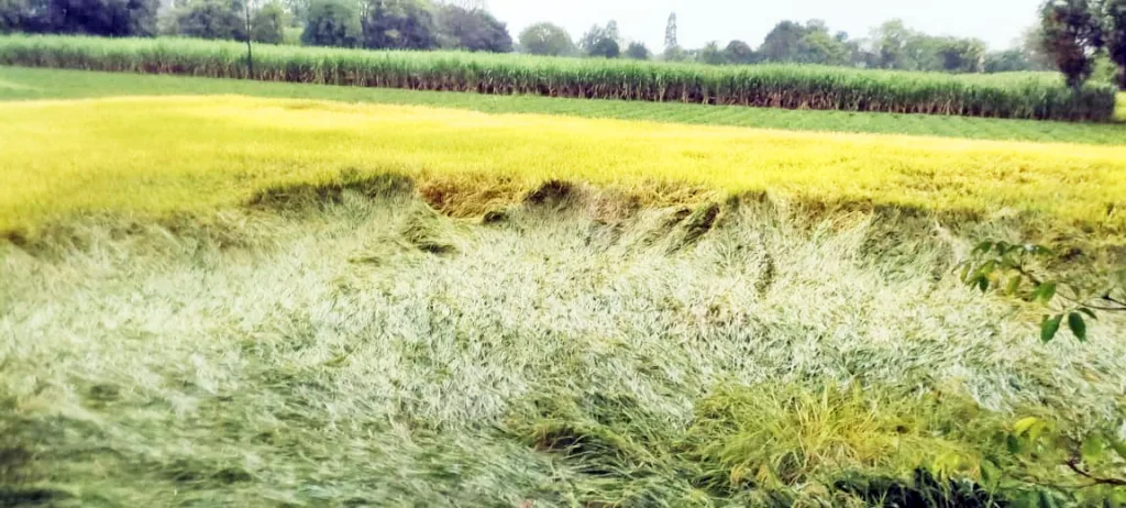 Strong presence of return rains in the taluk