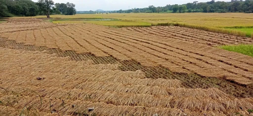 Threshing season in danger due to rain in Nandgarh area