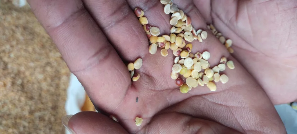 Supply of rotten grains to Anganwadis