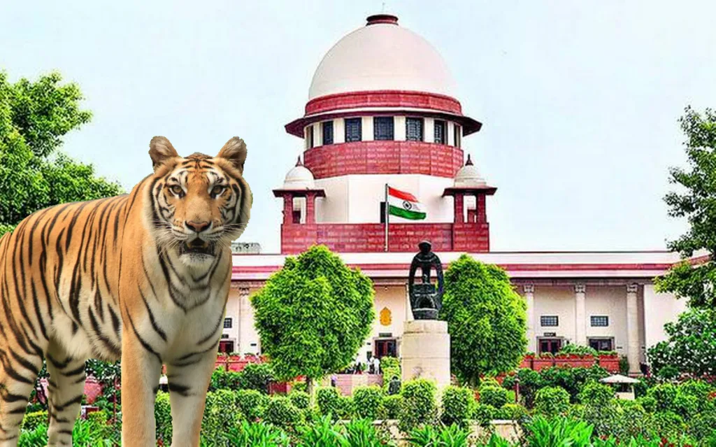 Tiger Zone: Hearing in second week of December