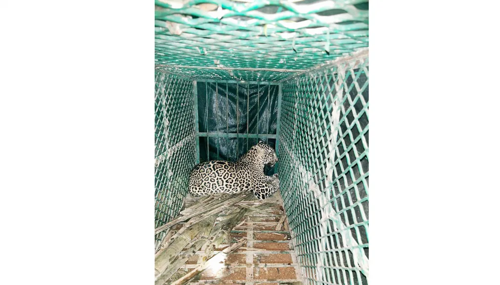 In Dharbandoda, the leopard got stuck in the black panther's cage