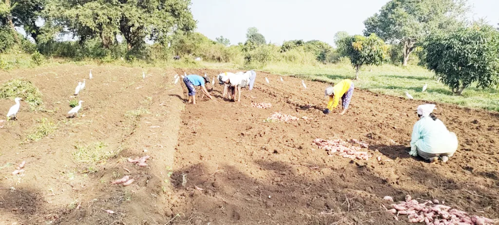 Baliraj's Diwali in Shivara