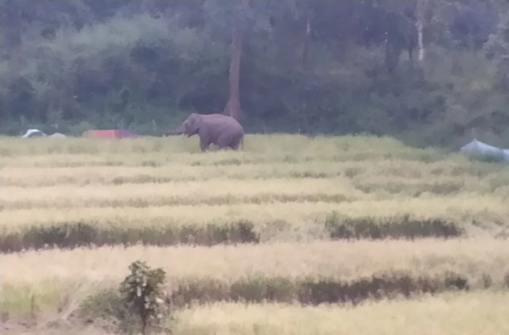 Major damage to paddy crop by elephant in Londha forest division